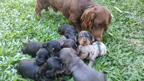   Moony  ( Daschund / Teckel / Salsichinha) é um cãozinho muito carinhoso, inclusive para com filhotinhos.