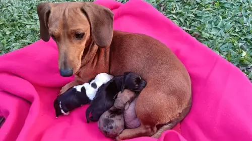 A Dachshund  (Teckel / Salsichinha) Scarlett toda cuidadosa com seus pequeninos bebês.