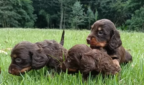 A graça dos Dachshund (Teckel / Salsicinhas) miniatura, pelagem longa.